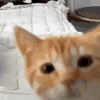 萌宠 猫咪 好奇 呆萌 可爱