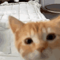 萌宠 猫咪 好奇 呆萌 可爱