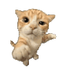 萌宠 猫咪 生气 呆萌 可爱