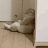 萌宠 猫咪 坐着 呆萌 可爱