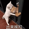 萌宠 猫咪 出来挨打 呆萌 可爱