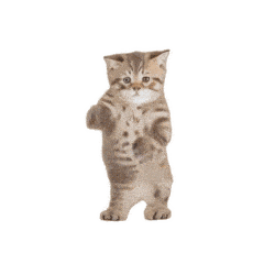 萌宠 猫咪 跳舞 呆萌 可爱