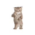 萌宠 猫咪 跳舞 呆萌 可爱