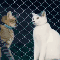 猫咪 亲亲 情侣 可爱 日常