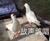 萌宠 鸽子 放声鸽唱 惊讶 搞怪 逗