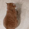 萌宠 猫咪 讨饭 呆萌 可爱