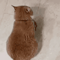 萌宠 猫咪 讨饭 呆萌 可爱