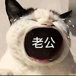 萌寵 貓咪 老公 呆萌 可愛