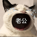 萌宠 猫咪 老公 呆萌 可爱
