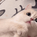 萌宠 猫咪 无辜 呆萌 可爱