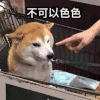 萌宠 狗狗 不可以色色 呆萌 可爱