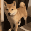 萌宠 狗狗 ？ 呆萌 可爱