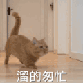 萌宠 猫咪 溜的匆忙 呆萌 可爱