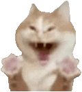 萌宠 猫咪 开心 呆萌 可爱