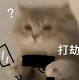 萌宠 猫咪 打劫 呆萌 可爱