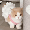 萌宠 猫咪 摇头 呆萌 可爱