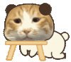 萌宠 猫咪 无聊 呆萌 可爱