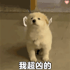 萌宠 狗狗 我超凶的 呆萌 可爱