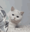 萌宠 猫咪 偷看 呆萌 可爱