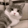 萌宠 猫咪 呆萌 可爱