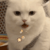 萌宠 猫咪 骂人 呆萌 可爱