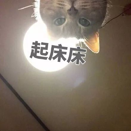 萌宠 猫星人 起床床 起来了 呆萌 可爱