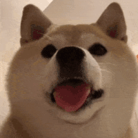 萌宠 狗狗 吐舌 呆萌 可爱