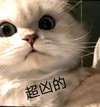 萌宠 猫星人 超凶的 生气 呆萌 可爱
