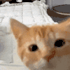 萌宠 猫咪 盯 呆萌 可爱