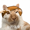 萌宠 猫咪 你的强来了 呆萌 可爱