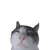 猫meme 可爱 搞怪 沙雕