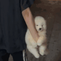 萌宠 狗狗 拎走 呆萌 可爱