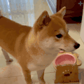 萌宠 狗狗 好奇 呆萌 可爱