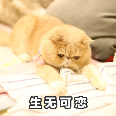 生无可恋  猫咪  斗图   可爱  趴着