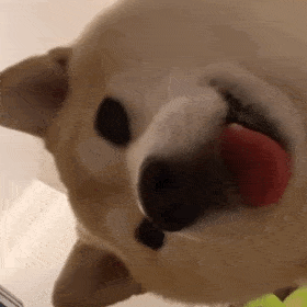 萌宠 狗狗 看着你 呆萌 可爱