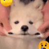 够哦股 萨摩耶 沙雕 搞笑 逗