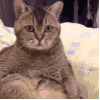 萌宠 猫咪 懵 呆萌 可爱