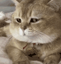 萌宠 猫咪 盯 呆萌 可爱