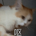 萌宠 猫咪 呕 呆萌 可爱