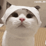 萌宠 猫咪 呆萌 可爱