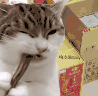 萌宠 猫咪 吃 呆萌 可爱