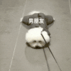 萌宠 狗狗 男朋友 呆萌 可爱