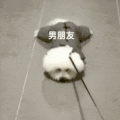 萌宠 狗狗 男朋友 呆萌 可爱