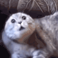 萌宠 猫咪 好奇 呆萌 可爱