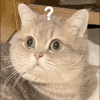 萌宠 猫咪 ？？？ 呆萌 可爱