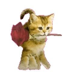 猫咪 可爱 搞怪 日常