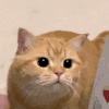 萌宠 猫咪 看 呆萌 可爱