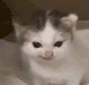 萌宠 猫咪 不开心 呆萌 可爱