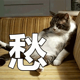 猫咪 可爱 搞怪 沙雕 愁哎