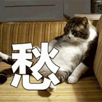 猫咪 可爱 搞怪 沙雕 愁哎